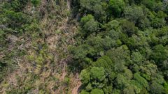Deforestaci�n en la selva amaz�nica