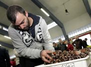 El percebe es uno de los mariscos que se vende mayoritariamente para mercados for�neos. 