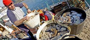 Imagen de una descarga de 150 kilos de pulpo de una embarcaci�n el pasado mes de enero en Porto do Son.