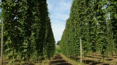 Plantaci�n de l�pulo en el Centro de Investigaci�ns Agrarias de Mabegondo 