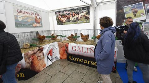 Feria de ganado ExpoLugo, junto a O Vello Cárcere