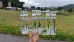 El estaquillado in vitro permite reproducir plantas de forma mucho m�s r�pida