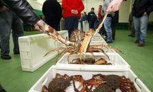 M�s de 9.000 kilos de centolla se han subastado hasta ahora en Burela -en la foto- y Celeiro. 