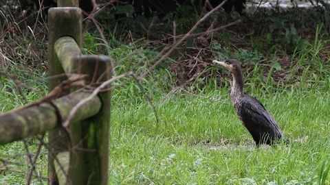 Un cormor�n busc� abrigo en As Ace�as