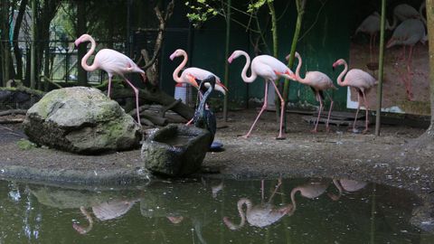 Avifauna cuenta con una pequea colonia de flamencos.