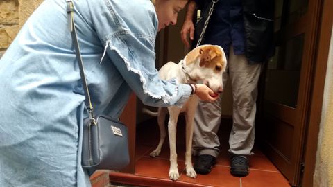 La perra rescatada en la calle de La Merced recibe atenciones mientras es llevada por el lacero