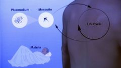 Investigacin que ha sido reconocida con el Nobel de Medicina