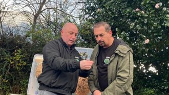 El bi�logo gaditano Rub�n C�sar, de Serpa C�diz, y Jos� Mar�a V�zquez, de Serpa Viveiro, analizando las caracter�sticas de una avispa velutina reina