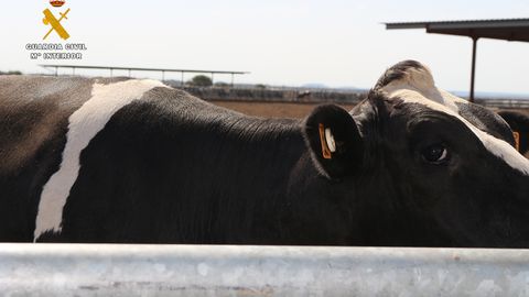 El crotal de una vaca