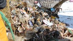 Basura redes pesca