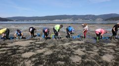 Mariscadoras realizando traslados de semilla de almeja en la playa de Os Praceres