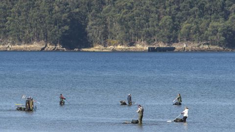 El marisqueo a pie es una actividad que dar� trabajo este a�o a 440 personas en la r�a de Pontevedra