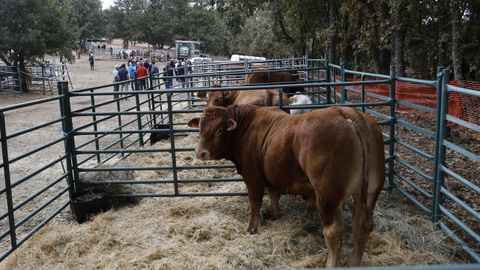 Feria Crianza Trevinca en A Veiga.