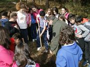 Los ni�os plantan casta�os ayudados por un agente forestal. 