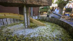 Entrada de uvas de godello en una bodega de la subzona de Chantada