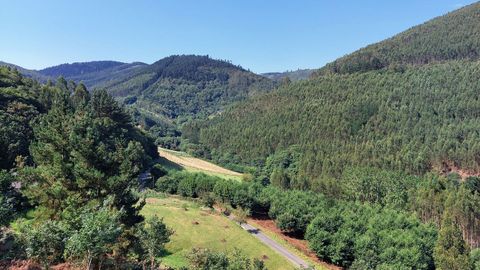 Zona de monte, repoblada en años pasados con eucalipto, de la parroquia riotortense de A Órrea