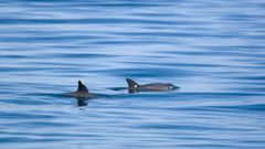 Foto de archivo de vacas marinas nadando en el golfo de M�xico, una de las zonas donde se usar� la herramienta de Azti