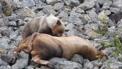Una osa se come el cuerpo de un toro que muri� despe�ado en Somiedo