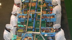 Planta de eviscerado de vieira en las R�as Baixas