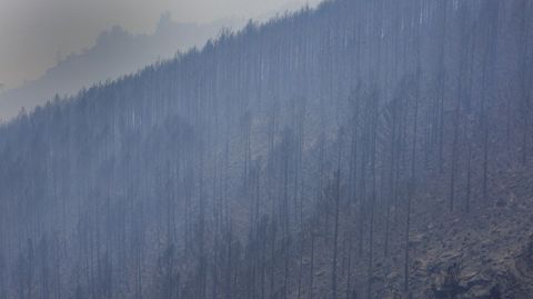 La plantacin de pinos que creca junto a Vilar do Courel qued completamente destruida por el fuego