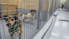 Canines de Mougá en una imagen de archivo