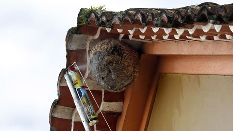 Los bomberos siguen empleando una p�rtiga y espray para acabar con las velutinas