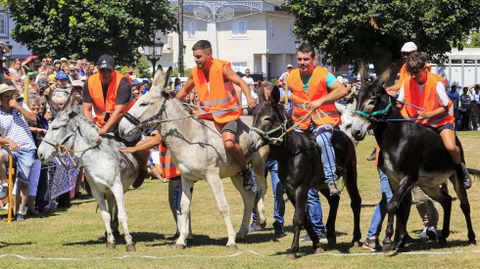 Salida de una de las pruebas clasificatorias para la final de la carrera de burros de Escairn