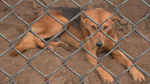 Imagen de un perro en un recinto de ganader�a