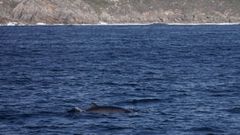 Una de las ballenas avistadas este lunes por la tripulación del Mar de Ons