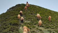 Las vacas de A Carqueixa en ruta hacia tierras de Le�n en una imagen de archivo