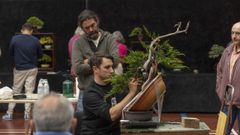 Los mejores bonsai de Galicia en Bembibre