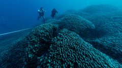 Fotografa cedida por National Geographic Pristine Seas de algunos de sus buzos inspeccionando el coral ms grande del mundo en las Islas Salomn, de 34 metros de ancho y 32 metros de largo