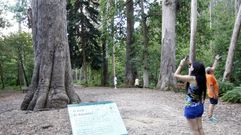 O Av�, un eucalipto del Souto da Retora, en Chav�n, Viveiro, uno de los �rboles singulares de Galicia