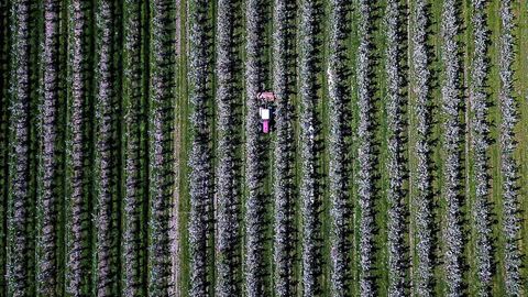 Vista a�rea tomada desde un dron de un tractor avanzando en un huerto de manzanos en Haselau, en el norte de Alemania