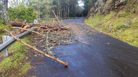 Ramas en la OU-0216 (Cartelle- A Arnoia).