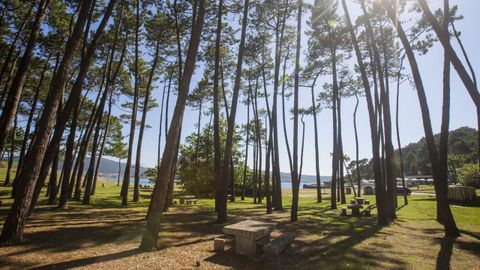 Pinar de la playa de Balar�s