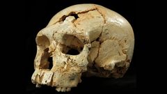 Atapuerca H