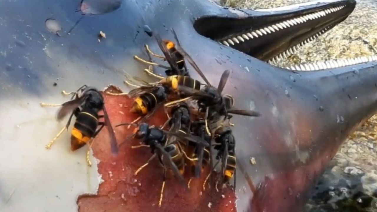 Velutinas depredan el cadáver de un delfín varado en A Guarda