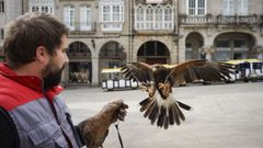 Pitu es el �guila que cada quince d�as traen desde Vigo para hacer creer a las palomas que las plazas ourensanas son su zona de caza