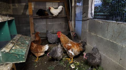 Gallinas encerradas por la gripe aviar.