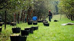 Trabajadores senegaleses trabajan en Asturias en el inicio de la campa�a de recogida de la manzana utilizada para elaborar sidra. 