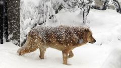 Un perro en la nieve, la pasada semana en Samos