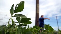 Imagen de una planta de soja en un campo de Norberto de la Riestra, en Argentina