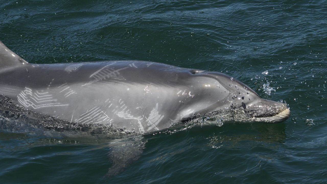 Soyloruga20 if you are a lover of redheads with a charming