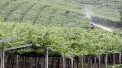 Manuel Vald�s abri� su bodega en 1980 en Vedra y cuando la zona qued� amparada por la Denominaci�n de Origen R�as Baixas incluy� sus vi�edos en la Subzona del Ulla creando una de las bodegas de referencia, con importantes premios por la calidad de sus caldos.