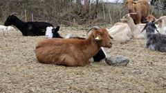 Cabras protegidas por un pastor el�ctrico en una finca de Arousa.  