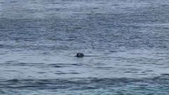As� fue la visita de una foca gris a�la Illa de Ons