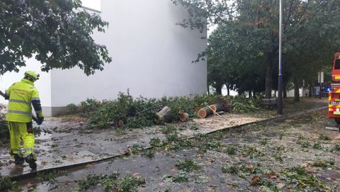 rbol cado en la avenida de Castelao, junto a la Facultade de Xornalismo