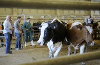 Diecisiete de las vacas de desvieje vendidas ayer se pagaron de media a 1.803 euros. 