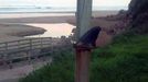 La aleta de un cet�ceo colgada de un pilar cerca de la playa de Xivares.La aleta de un cet�ceo colgada de un pilar cerca de la playa de Xivares